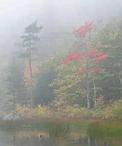 Fall colors along pond