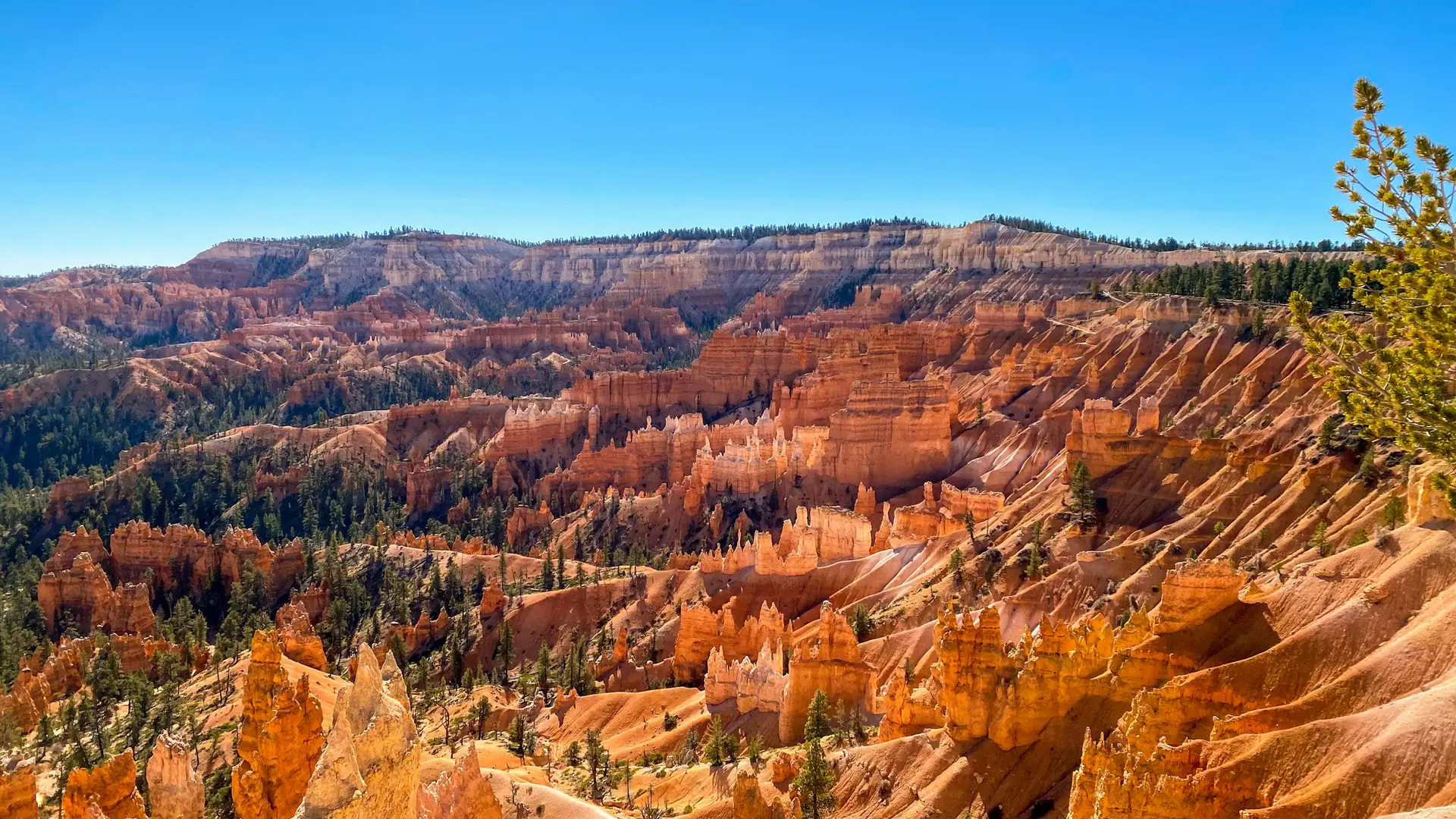 A scenic view of a mountain range with trees in the foreground