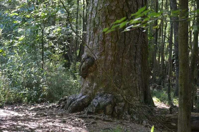 A very large tree surrounded by smaller trees in a forest
