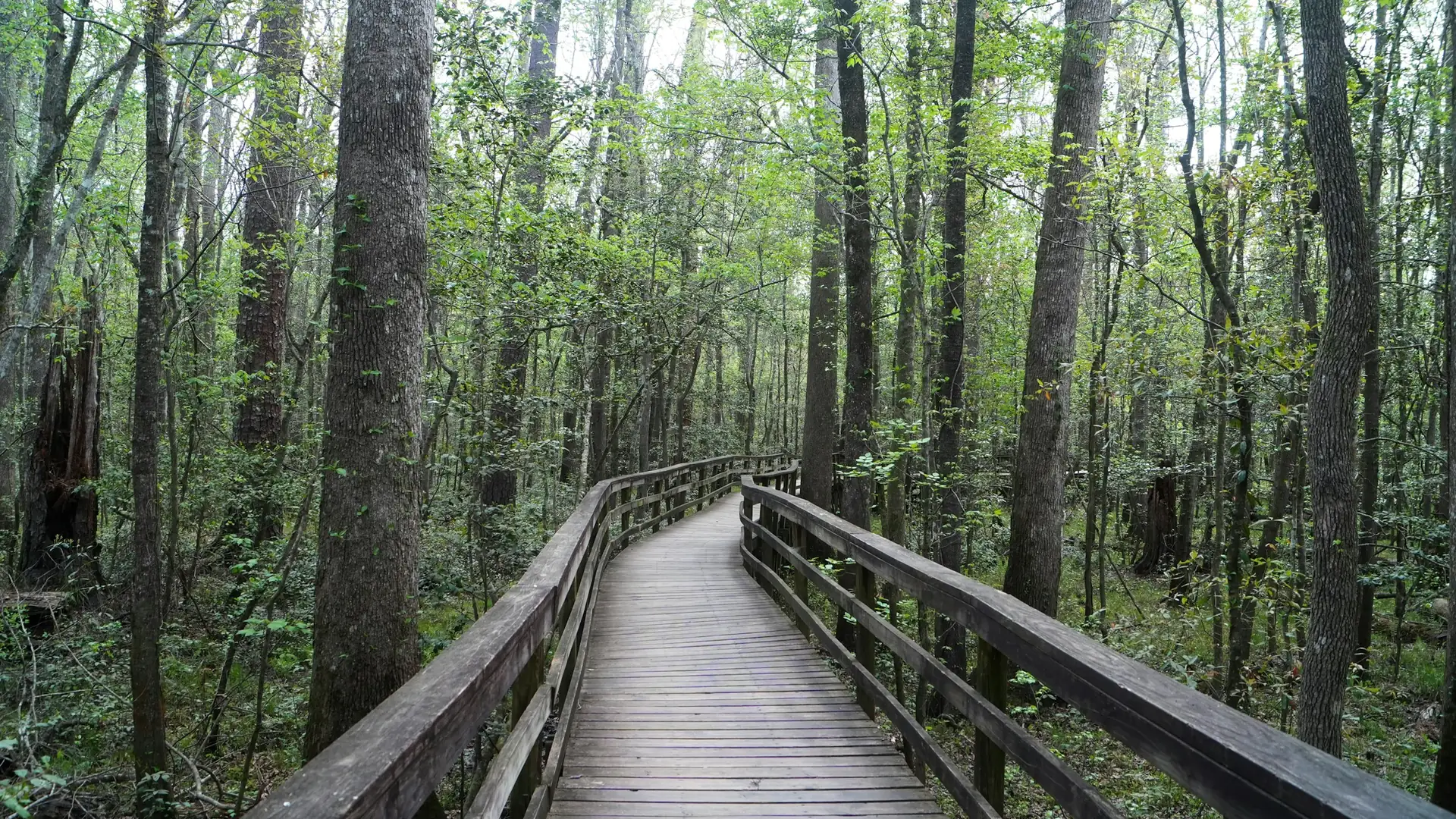 A wooden boardwalk winds through tall trees in Congaree National Park.