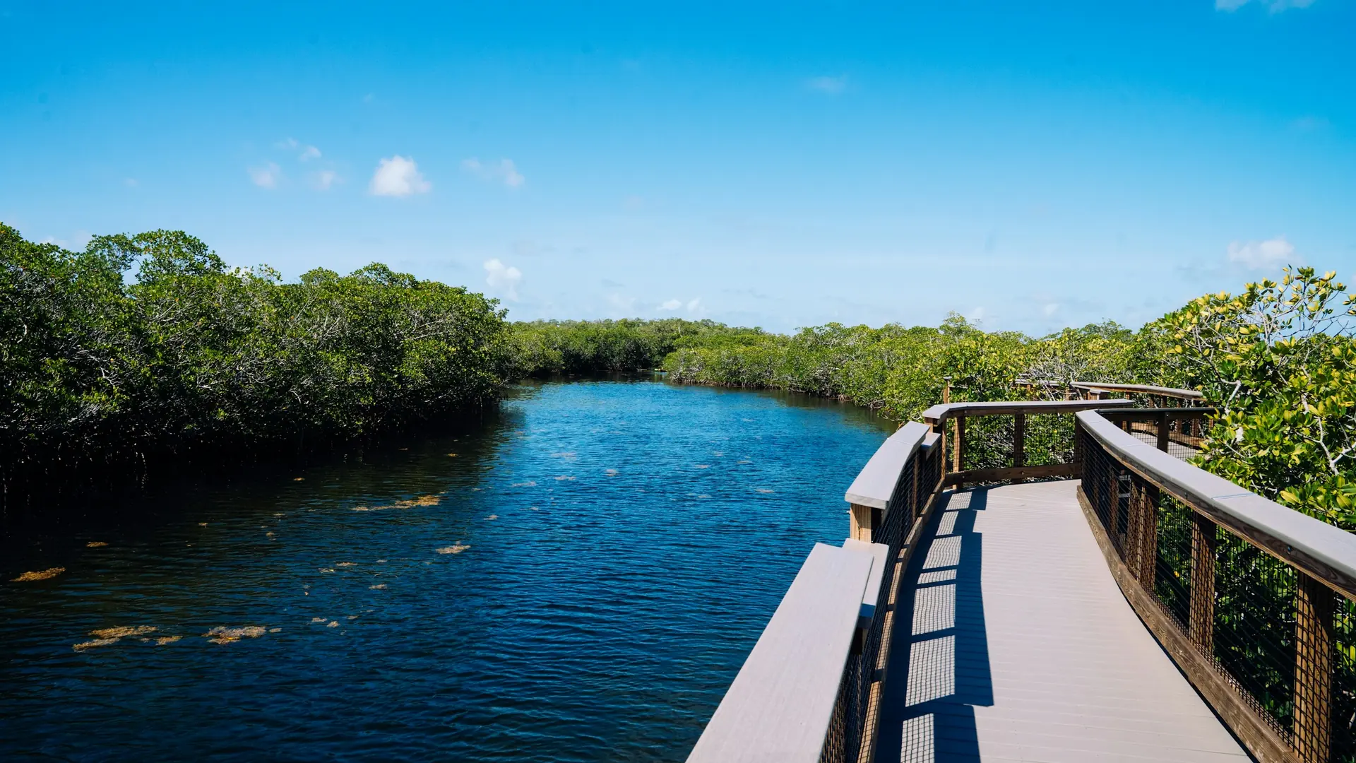 Boardwalk over a winding river surrounded by green mangroves