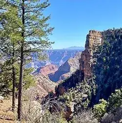 on the left a pine tree on a foreground ledge. on the right a cliff within the canyon landscape