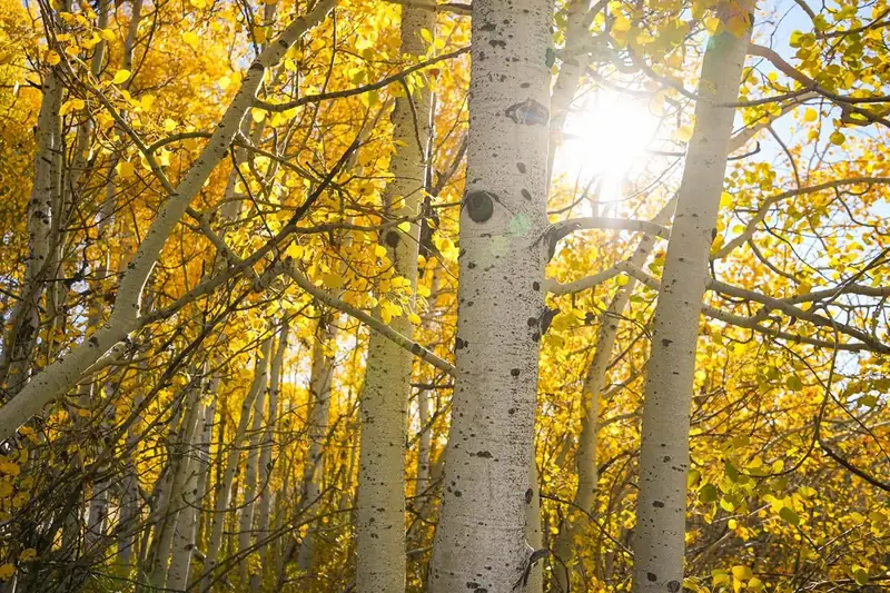 Aspen trees with yellow leaves and the sun shining through the trees.
