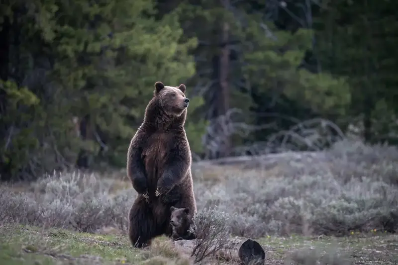 A mama grizzly standing up with a cub at her side