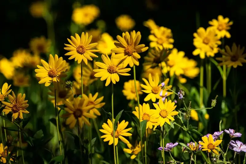 Yellow wildflowers