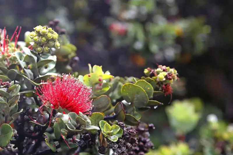 Red ʻōhiʻa blossom