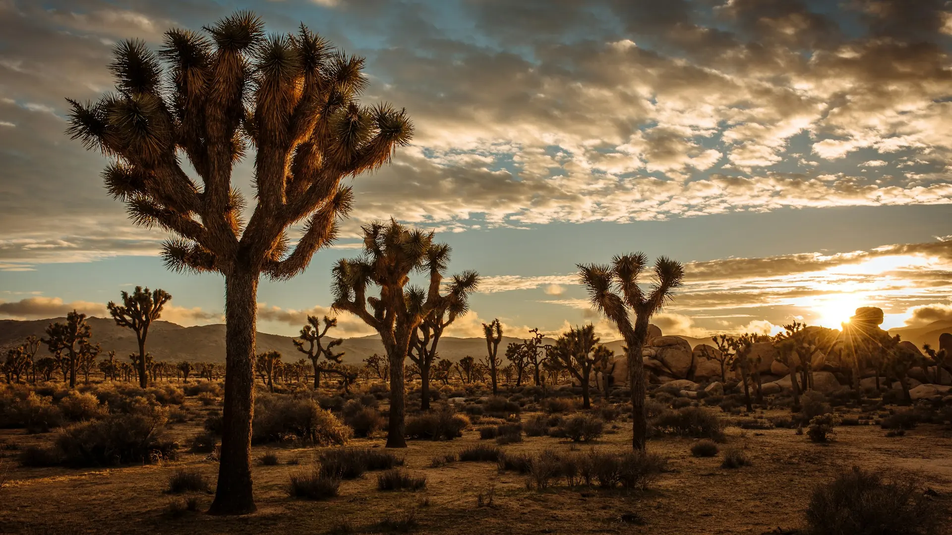 Cactus plants in desert