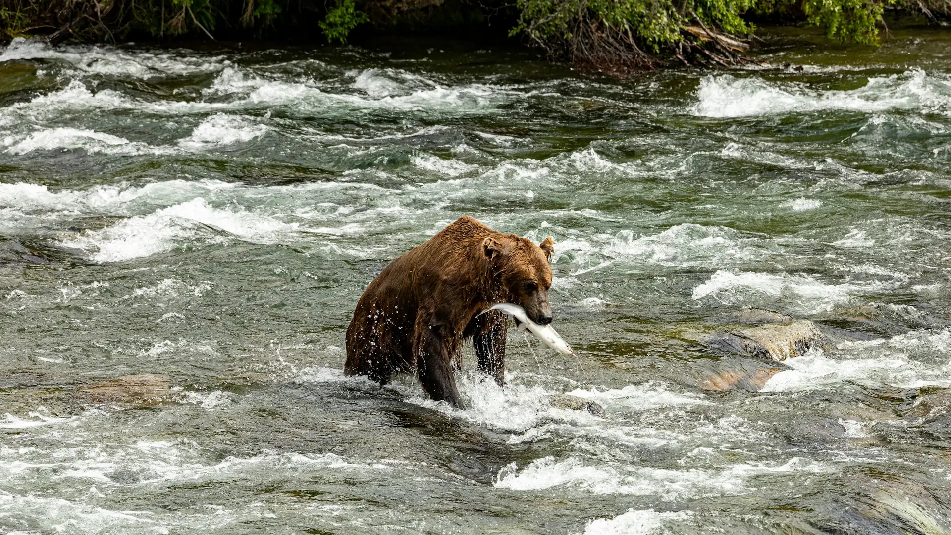 A brown bear catches a fish in a rushing river in Katmai National Park.