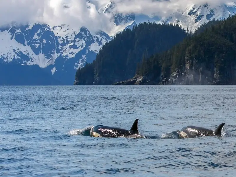 Two orcas surface with mountainous coastline beyond