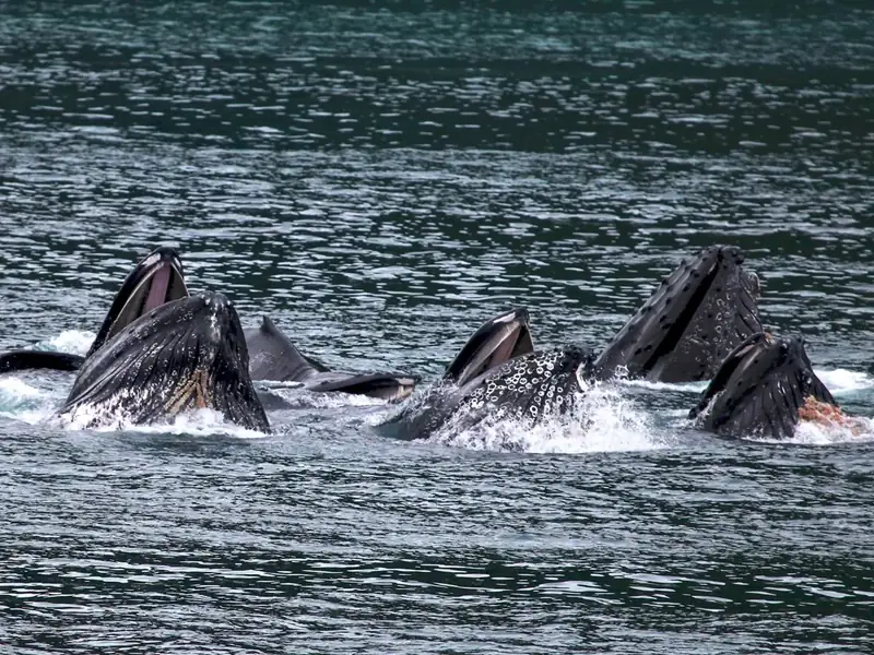Several humpback whales open their mouth above water