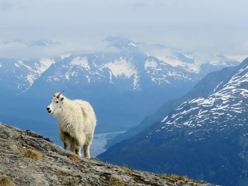 Mountain goat with mountains in background