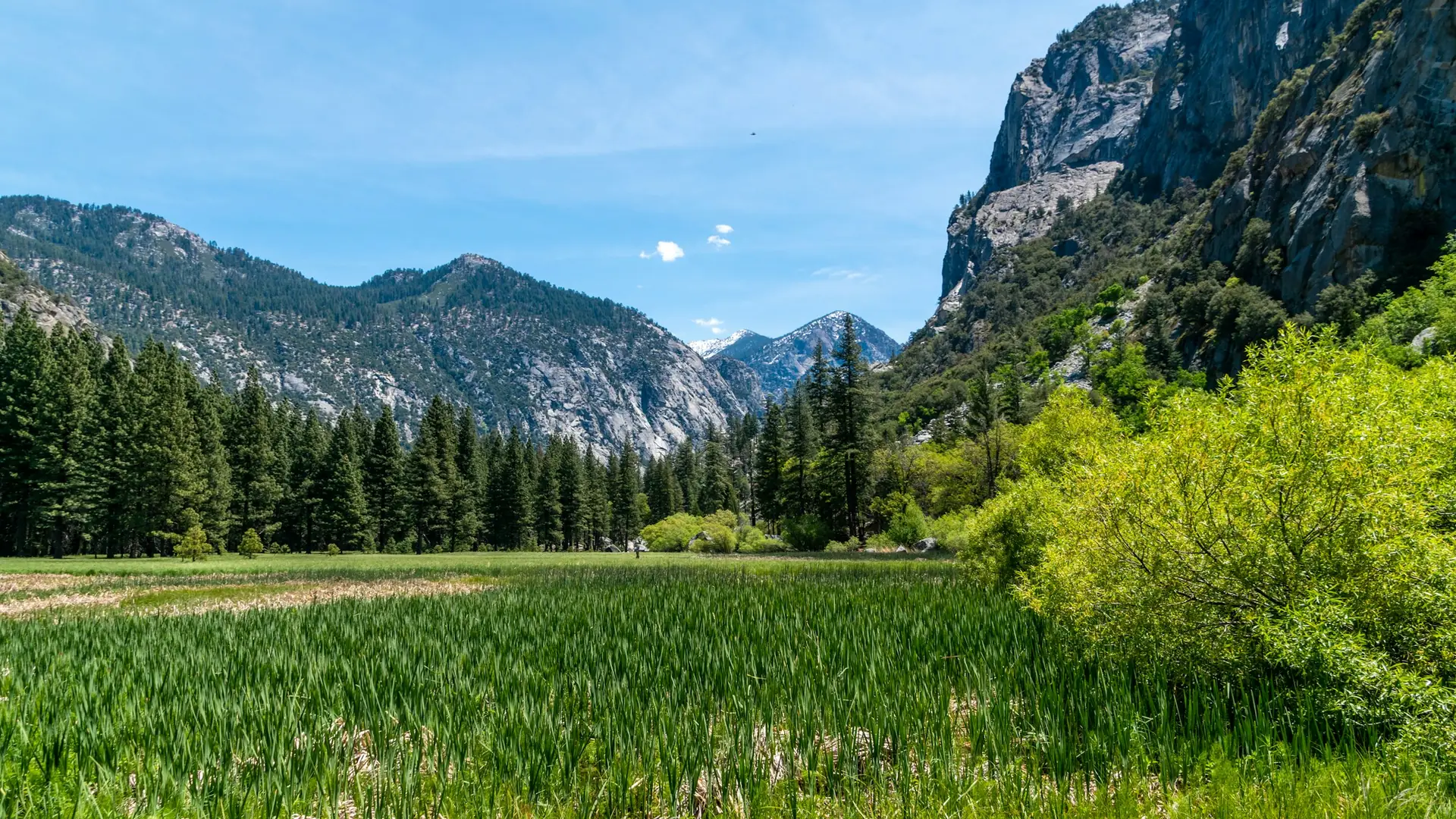 Green grass field near green trees and mountain under blue sky during daytime