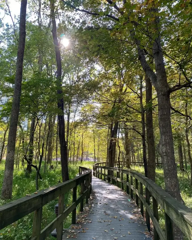 A wooden boardwalk leads into the forest. 