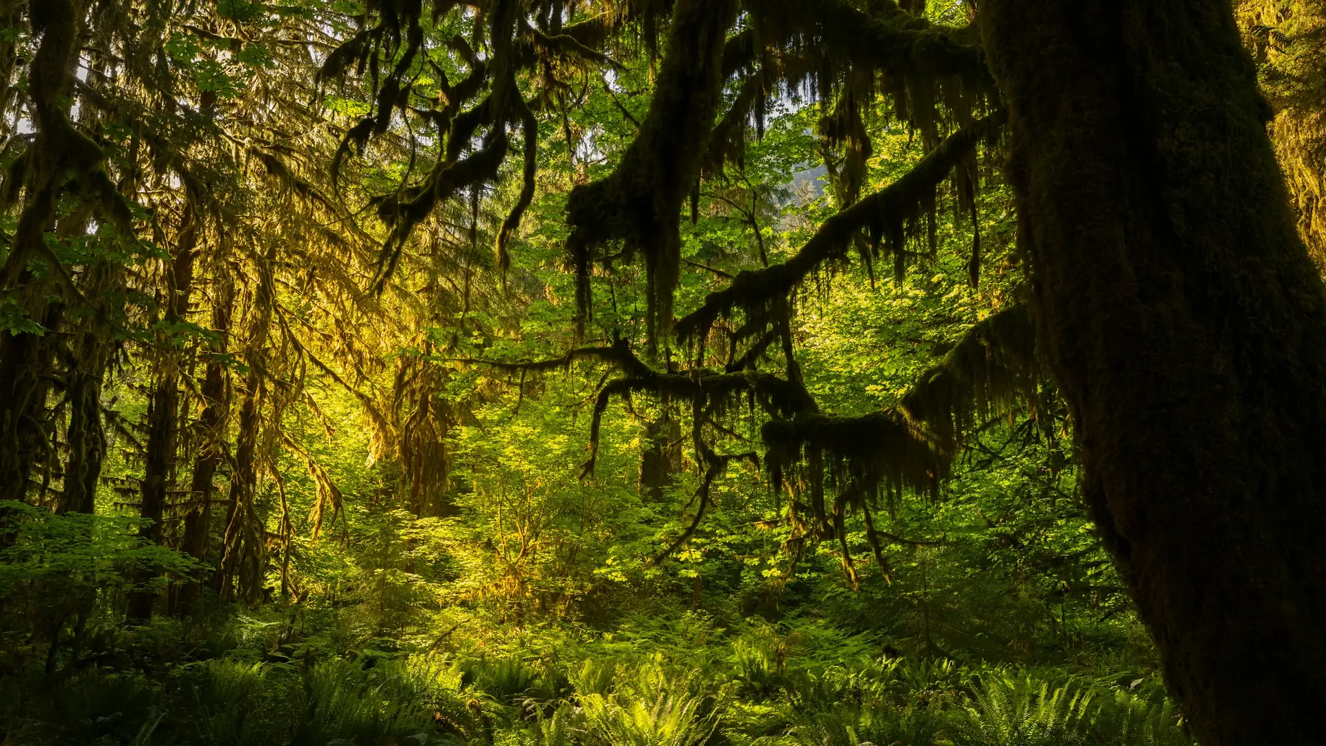 Moss-draped branches and ferns in Olympic National Park’s temperate rainforest.