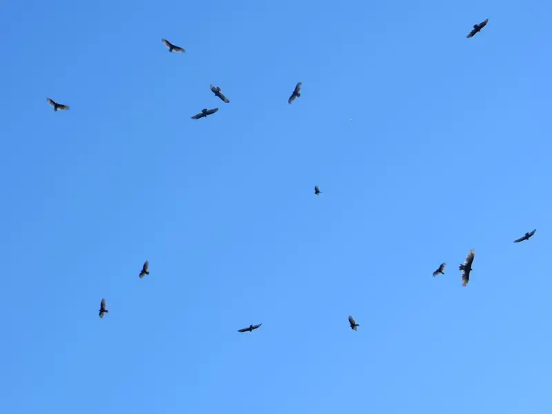 Can you identify these birds?