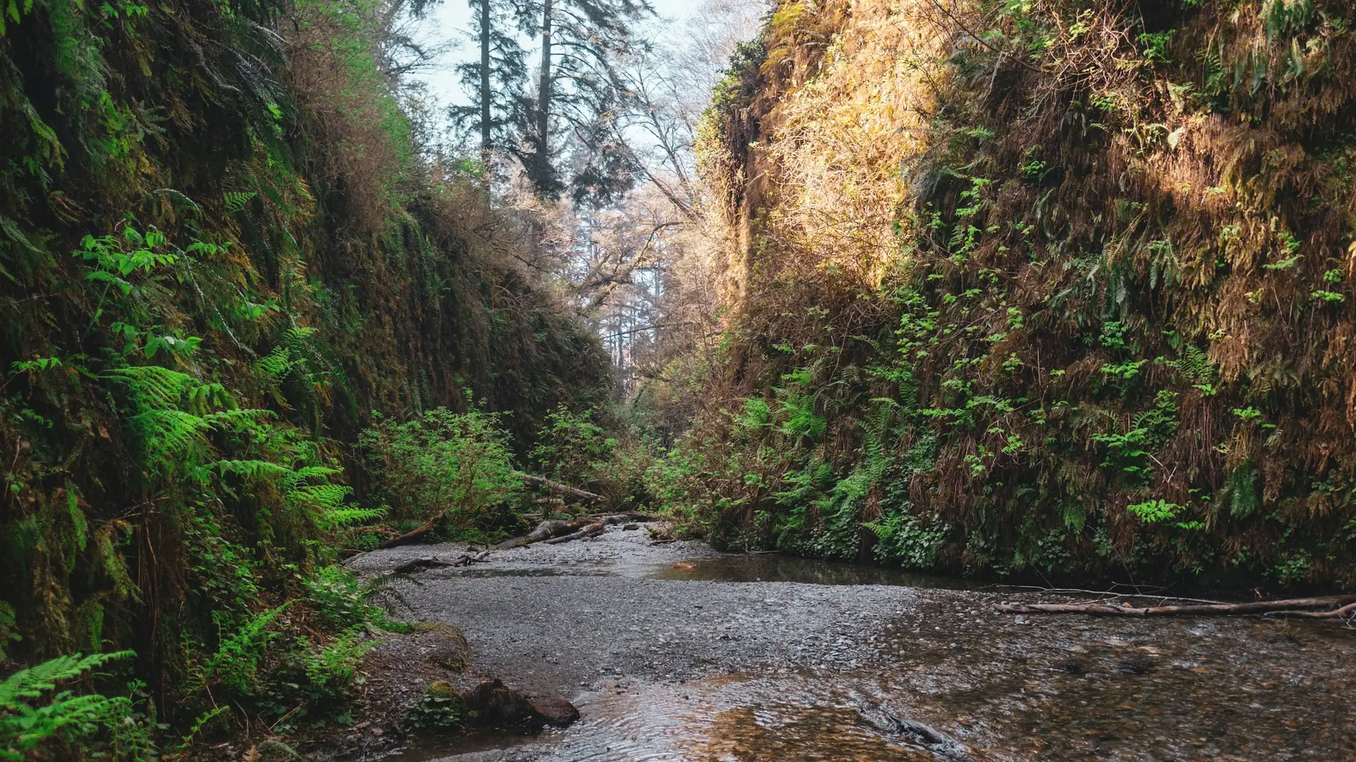 River between green trees during daytime