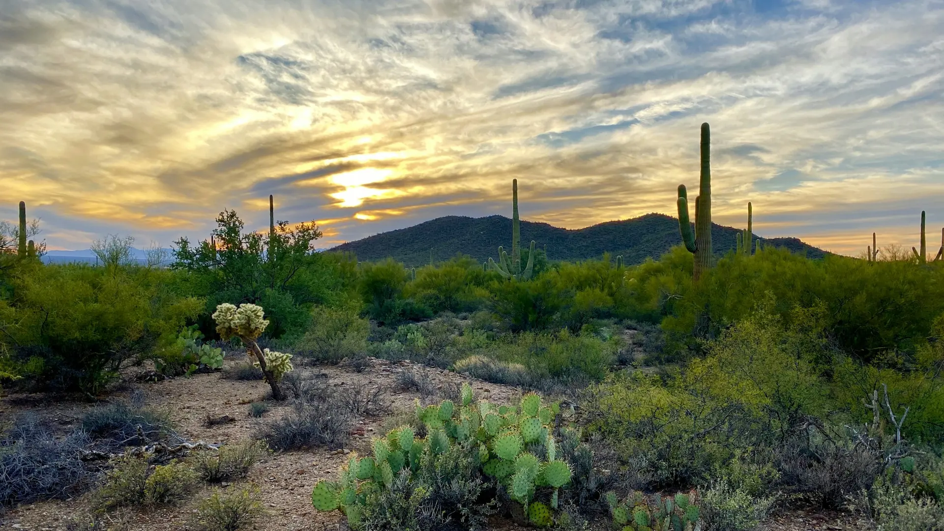 Saguaro cacti and desert vegetation beneath a colorful sunset sky.