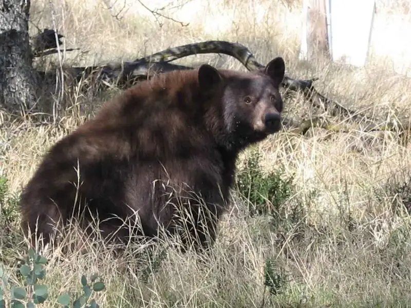 Black bear in Foothills of Sequoia National Park