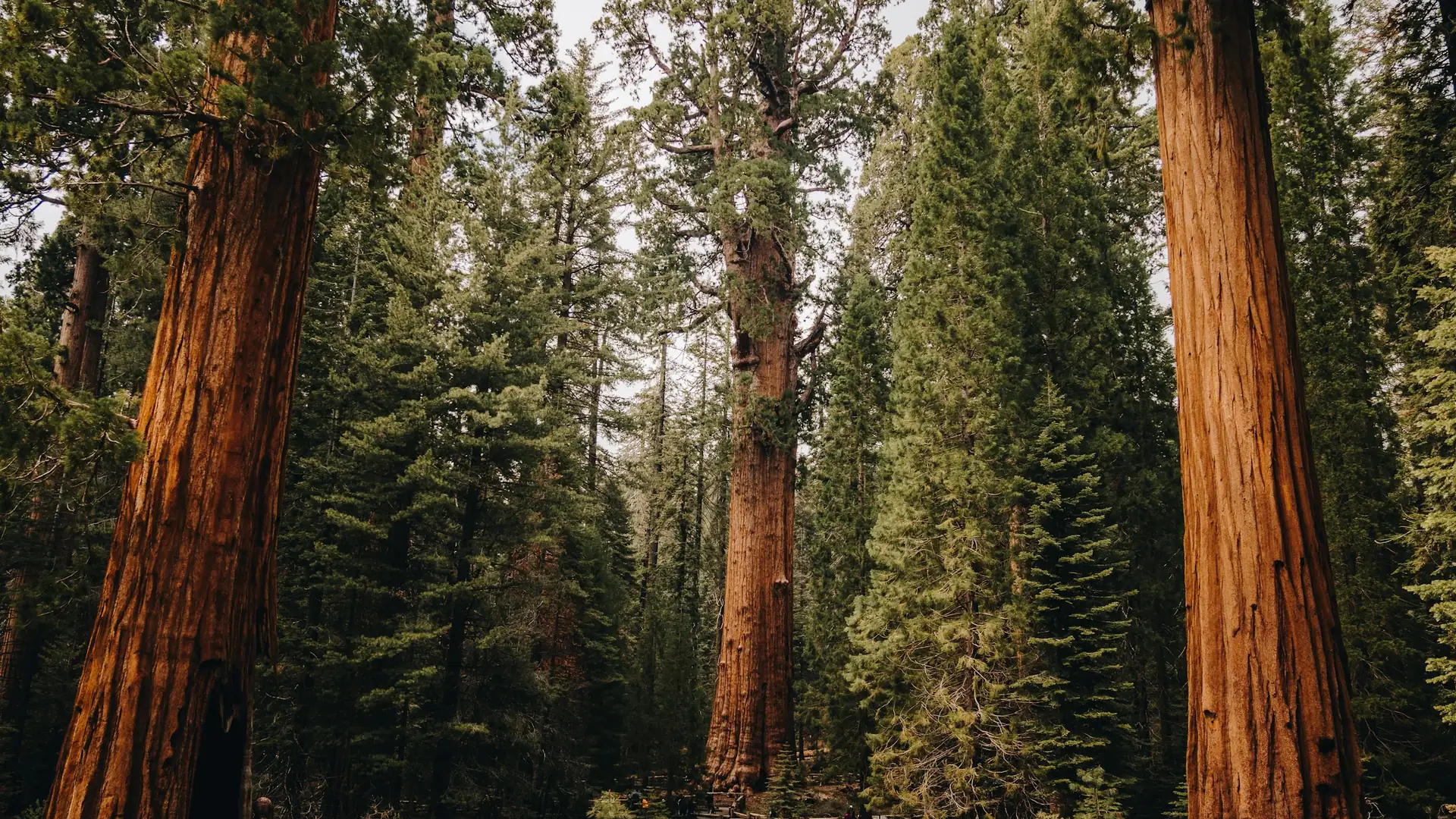 Giant sequoia trunks rise through a sunlit forest.