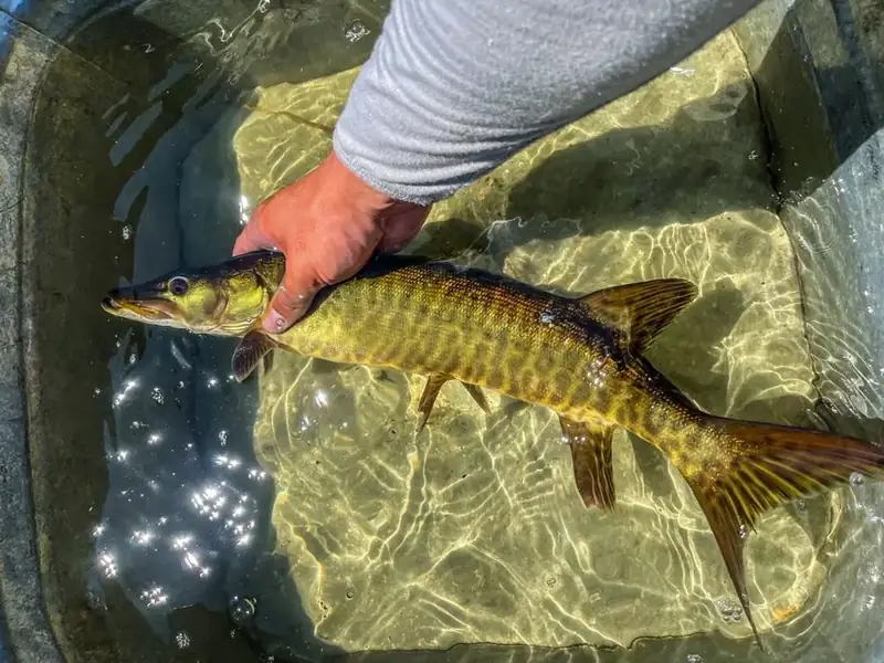 A fish is held in one hand over a tub of water.