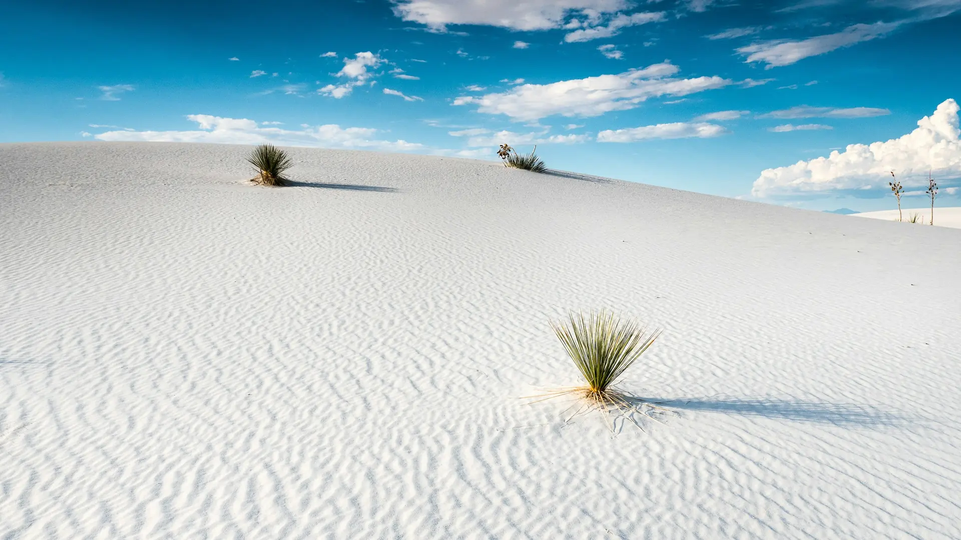 Green plant on white sand under blue sky during daytime