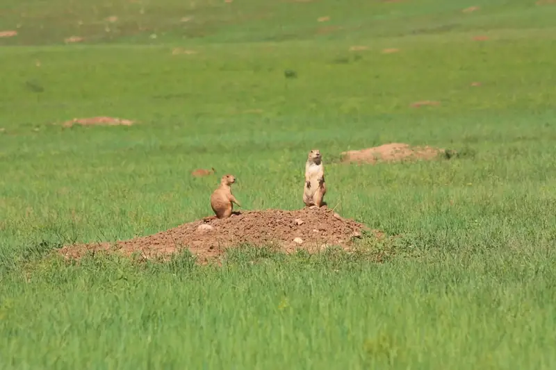 Two prairie dogs stand on a dirt mound surrounded by green grass.