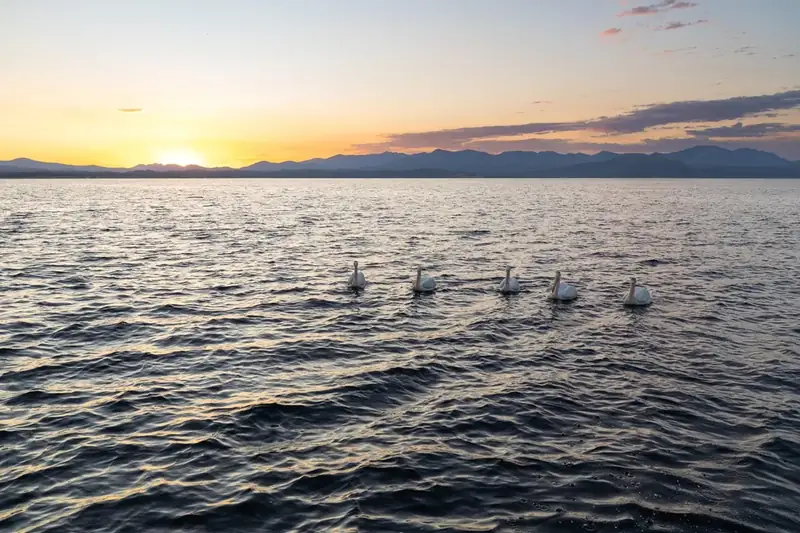 Five white pelicans float on a large lake at sunrise.