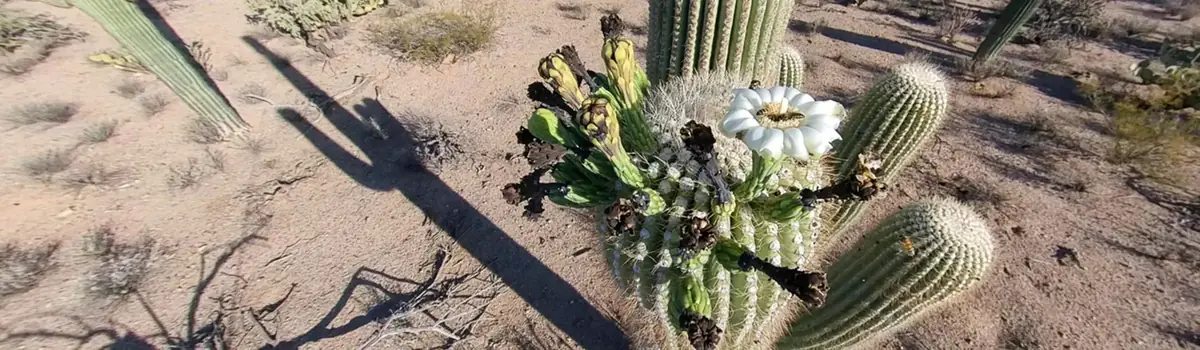 Saguaro National Park landscape